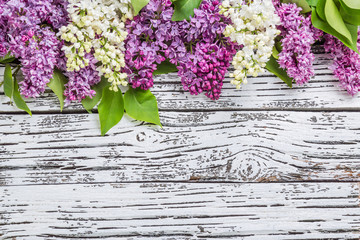 Lilac flowers