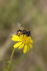 Female hoverfly / flowerfly Eristalis horticola on yellow flower