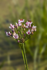 Flowers of Flowering Rush (Butomus umbellatus)