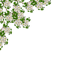 White pear flowers branch