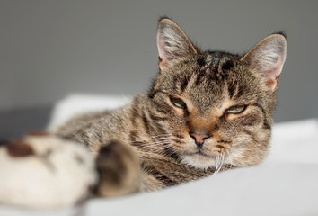 cat rest on a blanket
