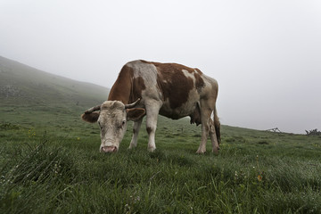 Fototapeta na wymiar Cow on a green meadow 9