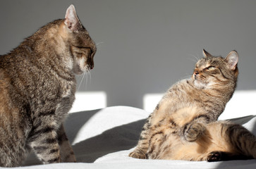 Two cats playing
