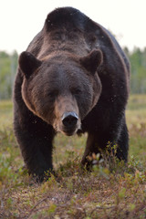 Brown bear (Ursus arctos) portrait. Close up. Bear face. Paw. Claws. Wild bear.
