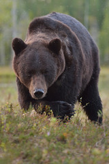Plakat Brown bear (Ursus arctos) close up. Portrait. Paw. Claws. Bog. Taiga.