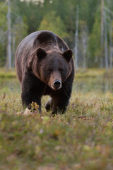 Brown bear (Ursus arctos) approaching. Coming. Walking. Bog. Taiga.