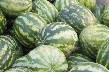 Green watermelons