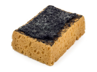sponge