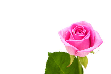 Pink rose blossom