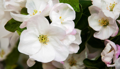 Fototapeta na wymiar Spring apple blossom