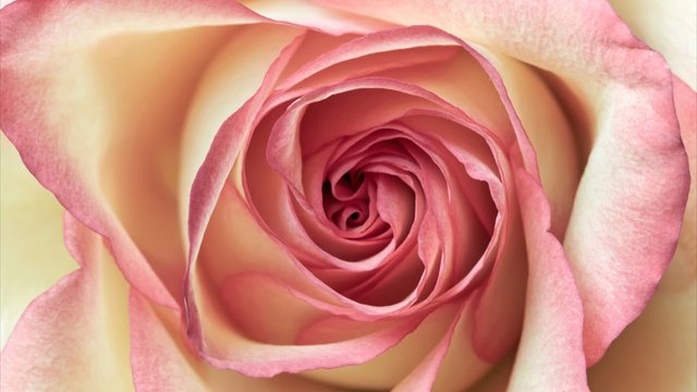Close up shot of pink rose