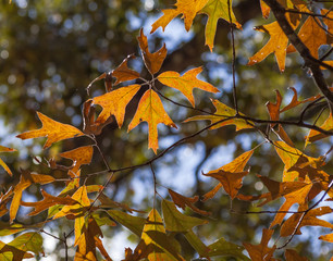 Fall Leaves