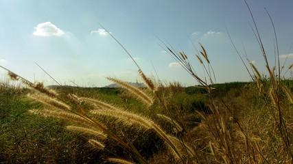 Obraz premium Meadow flowers in early sunny fresh morning