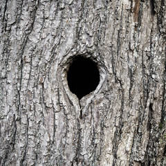 Black hole bird nest in tree trunk