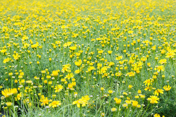 Yellow dandelion field.