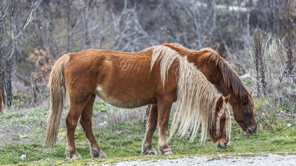 Fototapeta premium Horse