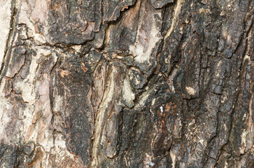 Tree bark texture.
