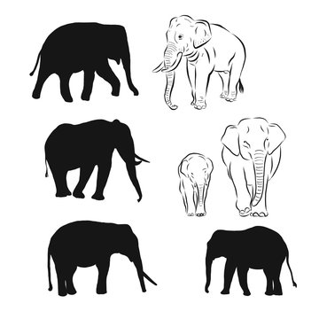 Elephant Vector