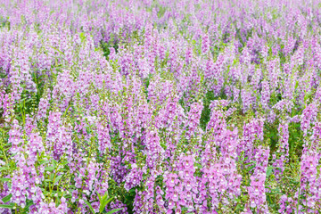 Obraz premium Purple delphinium.