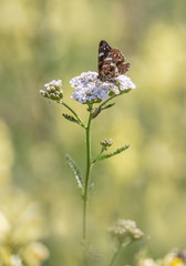 Naklejka premium Schmetterling auf Schafgarbe