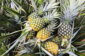Obraz premium Fresh Pineapple