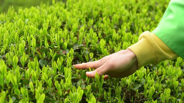 Japanese green tea plants close-up 