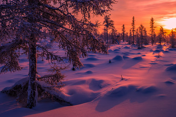 Winter landscape with forest, cloudy sky and sun 