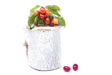 ripe dogwood branch on a log