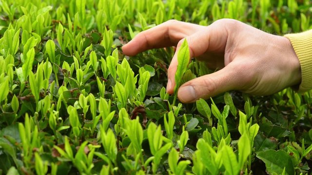 Japanese green tea plants close-up 