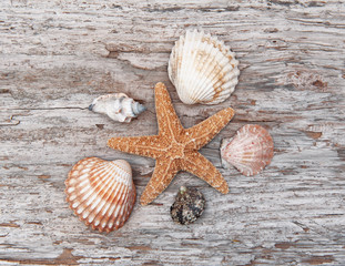 Fototapeta na wymiar Seashells on the old weathered wood