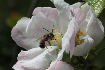Wildbiene in Apfelblüte