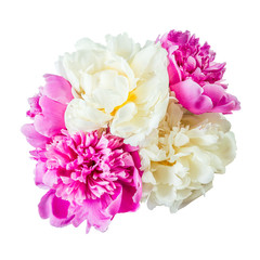 Lovely peony flowers isolated on white background