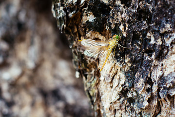 dragonfly resting on a Bark in forest