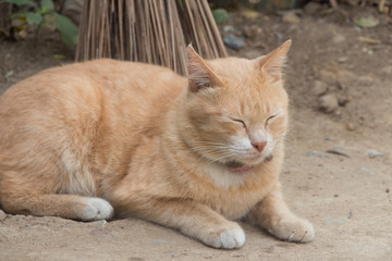 Ginger cat 