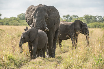 Fototapeta na wymiar Elefantenbulle mit Jungtier