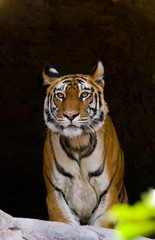 Wild Bengal Tiger in the cave. India. Bandhavgarh National Park. Madhya Pradesh. An excellent illustration.