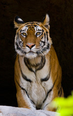 Wild Bengal Tiger in the cave. India. Bandhavgarh National Park. Madhya Pradesh. An excellent illustration.
