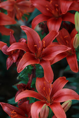 Fototapeta premium Beautifull winter Flowers