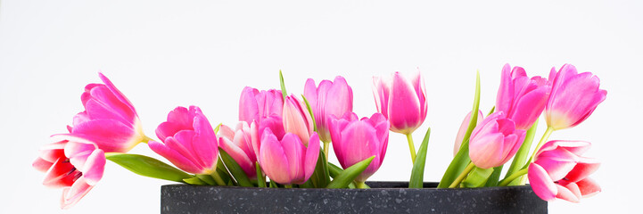 tulpen in pink