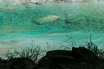 Grünes Wasser