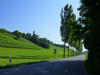 Baumreihe an einer Straße