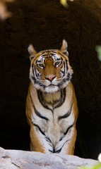 Wild Bengal Tiger in the cave. India. Bandhavgarh National Park. Madhya Pradesh. An excellent illustration.