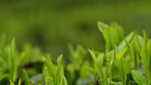 Japanese green tea plants close-up panoramic view