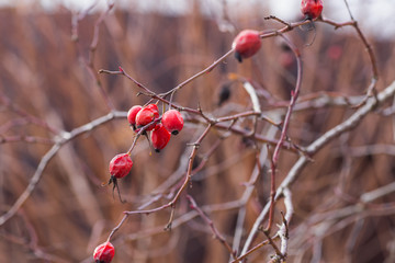 rosehip berries on branch