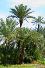 Obraz premium Palm Tree at Beach