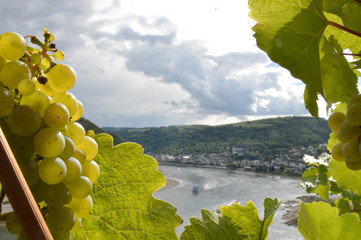 Romantic river rhine