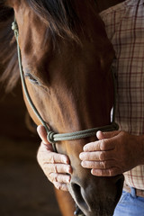 Fototapeta premium farmers hands holding horses head