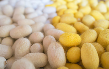 Silkworm cocoon 11