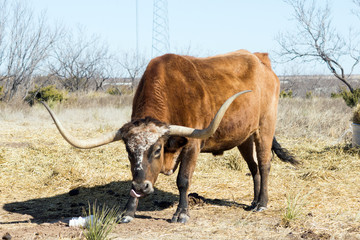 Texas longhorn bull breed licked
