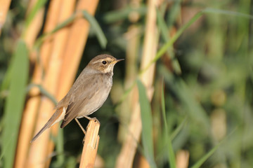 Wintering female Bluethroat among reeds, Egypt